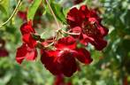 Red Max Graf rose photo