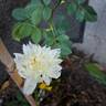 The Country Parson rose photo