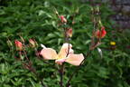 Irish Fireflame rose photo