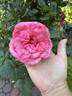 Canada Blooms rose photo