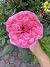 Canada Blooms rose photo