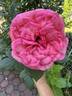 Canada Blooms rose photo