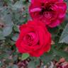 True Love rose photo