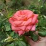 Summer Sun rose photo