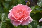 L'Aimant rose photo