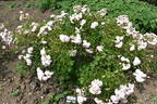 Pink Prosperity rose photo