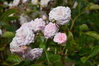 Pink Prosperity rose photo