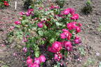 Nur Mahál rose photo