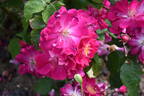 Nur Mahál rose photo