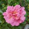 Orchid Romance rose photo