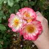 Rainbow Happy Trails™ rose photo