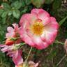 Rainbow Happy Trails™ rose photo