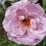 Blushing Lavender rose photo