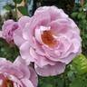 Blushing Lavender rose photo