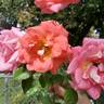 Summer Sun rose photo