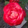 Mon Cheri ™ rose photo