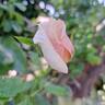 Paul Ricard ® rose photo