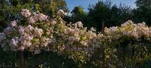 Andrea Palladio rose photo