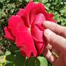 Proud Land rose photo