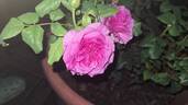 C03-1 rose photo