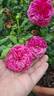 C03-1 rose photo