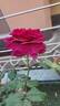 C03-1 rose photo