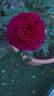 C03-1 rose photo