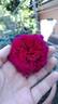 C03-1 rose photo