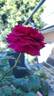 C03-1 rose photo