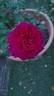 C03-1 rose photo