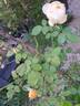Vanessa Bell rose photo
