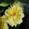 Sun Flare rose photo