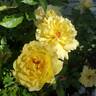 Sun Flare rose photo