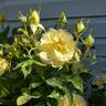 Sun Flare rose photo