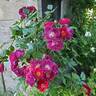 Night Owl ™ rose photo