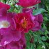 Night Owl ™ rose photo