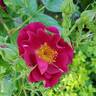 Night Owl ™ rose photo