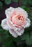 Sophie Rochas ® rose photo