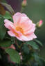 Peachy Knock Out ® rose photo