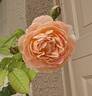 Dannahue rose photo