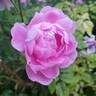 Harlow Carr ™ rose photo