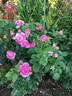 Elodie Gossuin rose photo