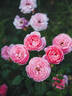 Penelope Lively rose photo