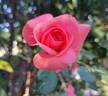 Elaine Paige™ rose photo