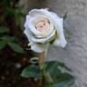 Pierre de Ronsard rose photo