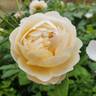 Juliette Greco ® rose photo