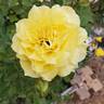 Sun Flare rose photo