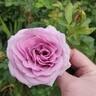 Violet's Pride rose photo