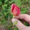 Clementina Carbonieri rose photo