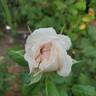 Top Cream™ rose photo